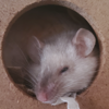 A white mouse with gray snout is sleeping