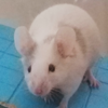 A white mouse with gray markings on her left ear and behind her right ear.