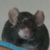 A black mouse with a white chin and white line above her left eye.