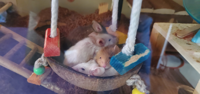 Four mice are sleeping in a pile in the bottom half of a hanging coconut
