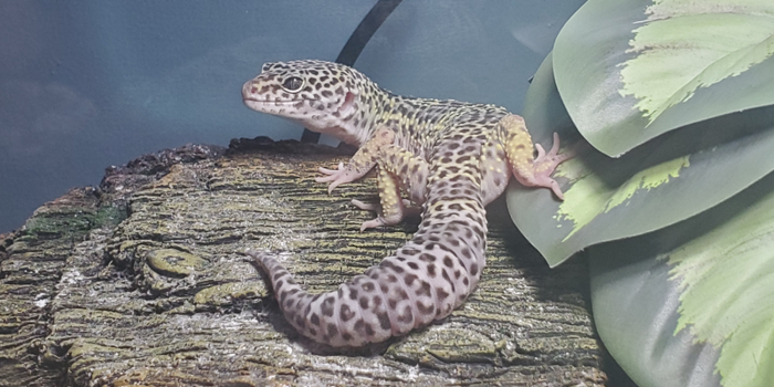 A pale leopard gecko is sitting on top of a rock with his body facing away. He is looking over his shoulder at the camera.